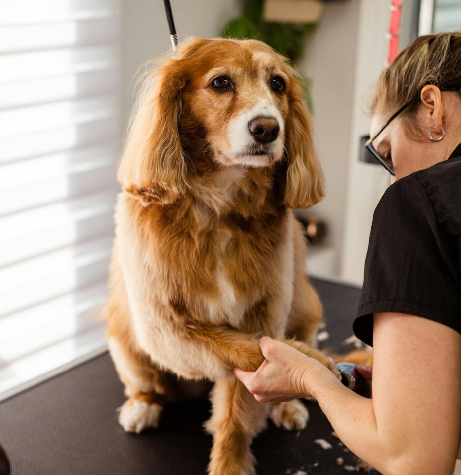 A golden dog is being groomed on a table, with a groomer's hand gently holding its paw amidst scattered fur. Natural light enhances the scene.